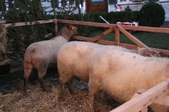 Windacher_Advent_2016_21