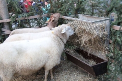 Windacher_Advent_2016_41