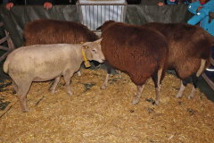 Windacher_Advent_2022_13-scaled