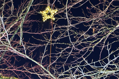 Windacher_Advent_2024_14